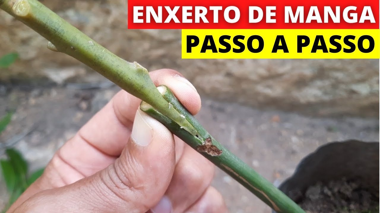 COMO FAZER ENXERTO DE MANGA PALMER