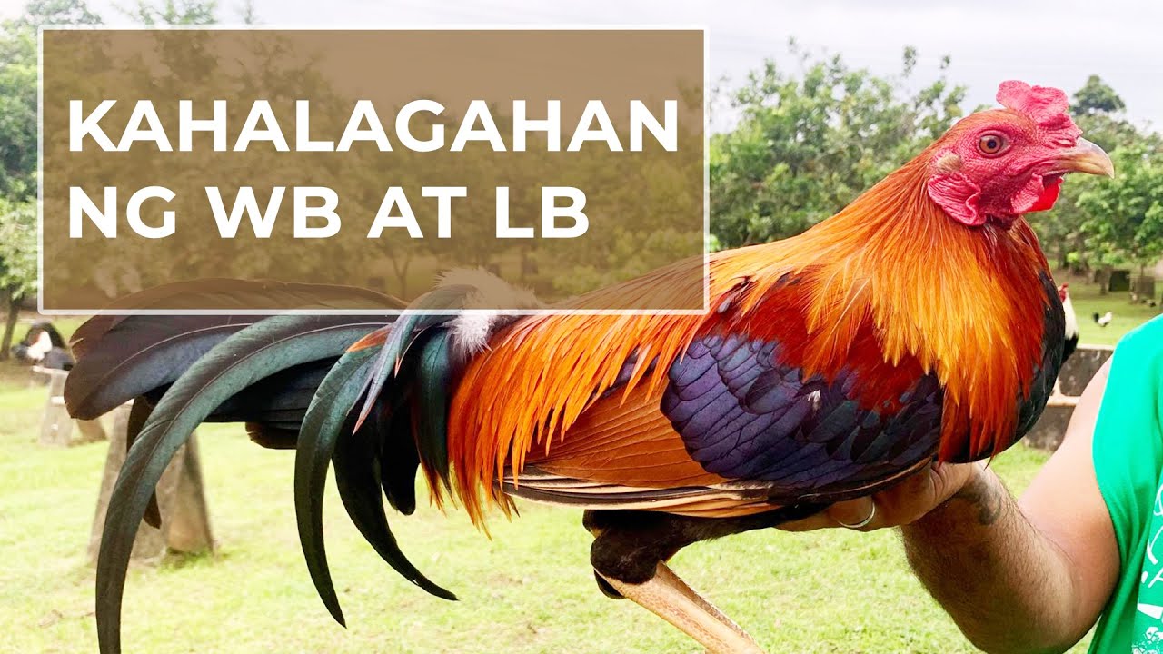 Bagong Wb Lb