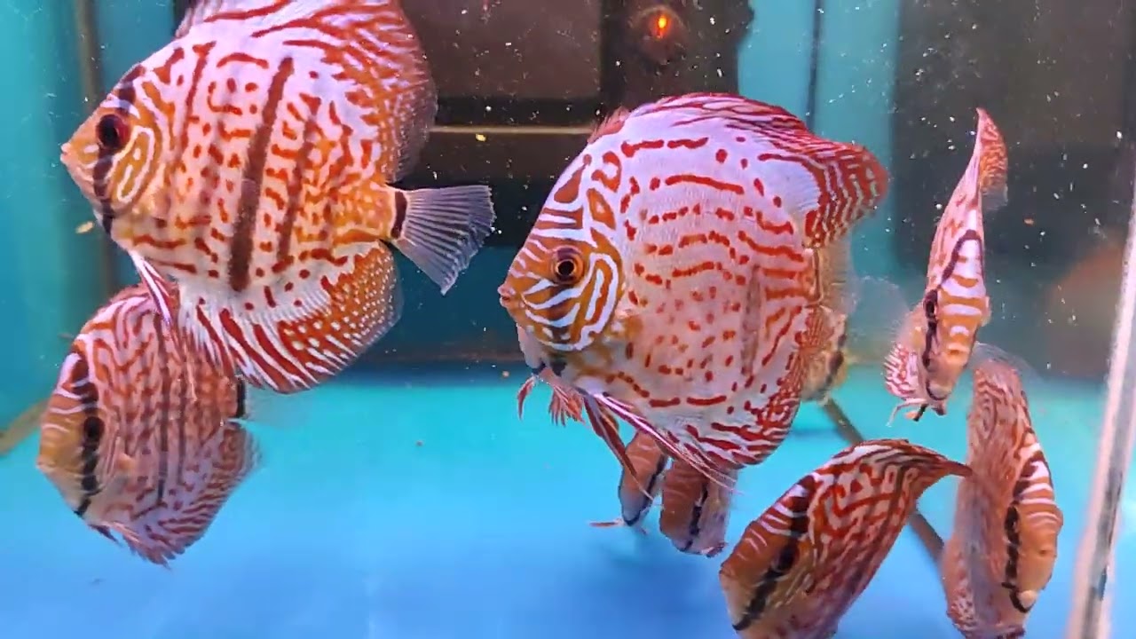 Disponibilità discus al 24/03/2023