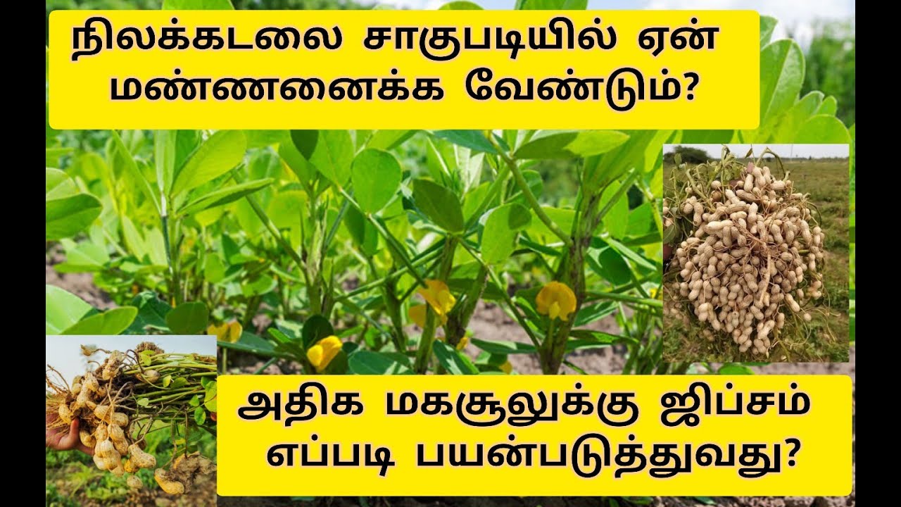 நிலக்கடலைசாகுபடியில் மண்ணனைத்தல், ஜிப்சத்தின் முக்கியத்துவம்| Groundnut Earthing Up, Role of Gypsum.