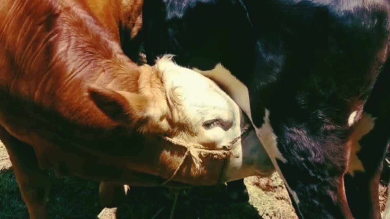Big bull drinking cow milk/ big bull feeding the cow milk 