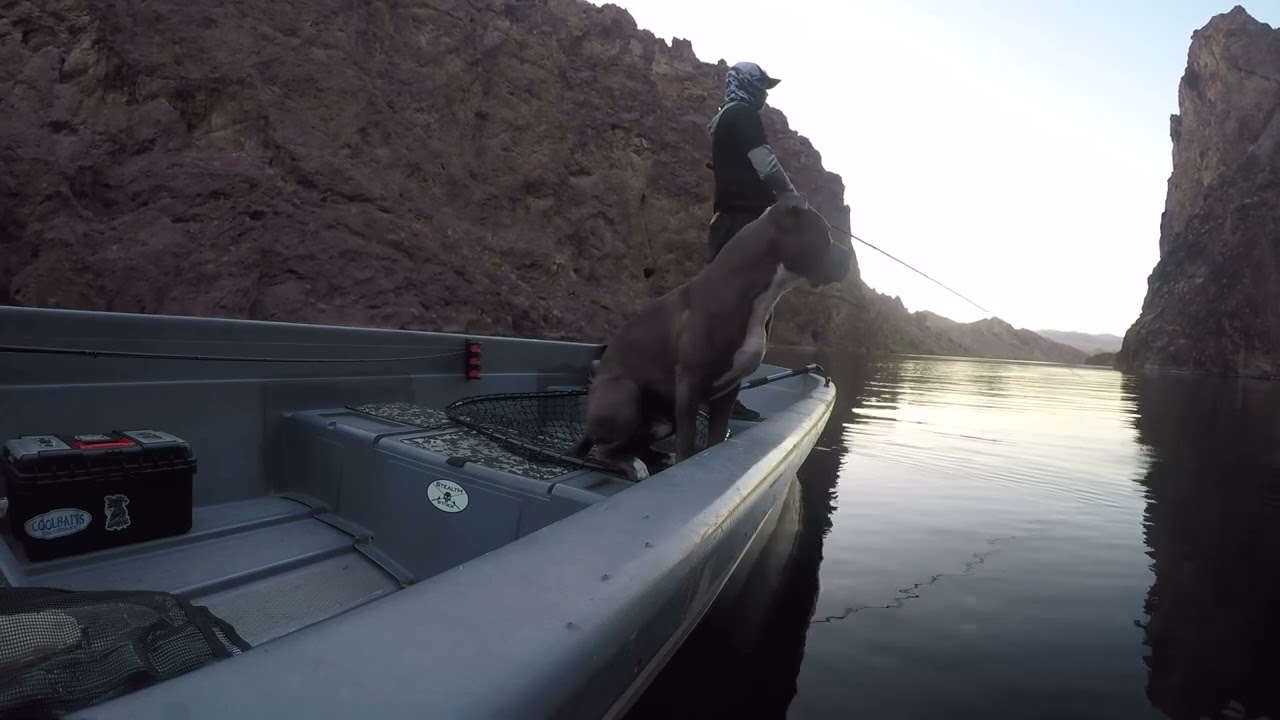 Boat side chaos! Striper explodes on my topwater 10 ft from the boat