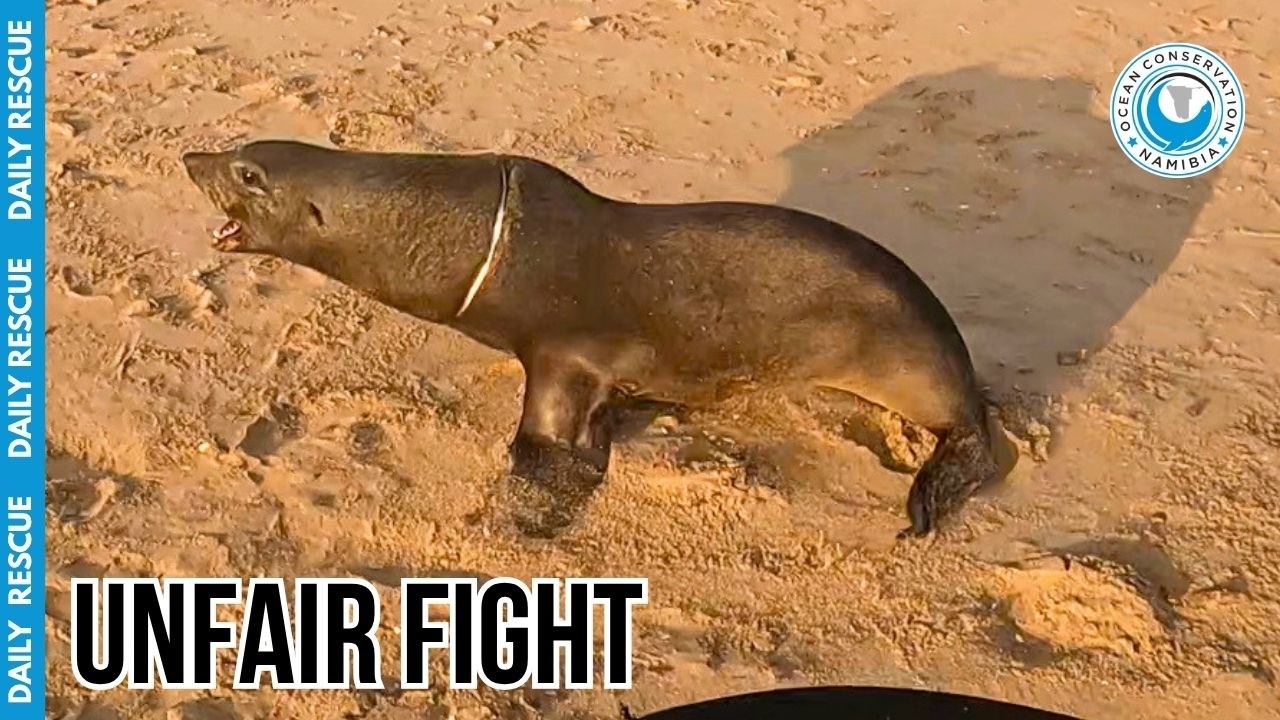 Confronting a Powerful Bull Seal (He Didn't Back Down!)