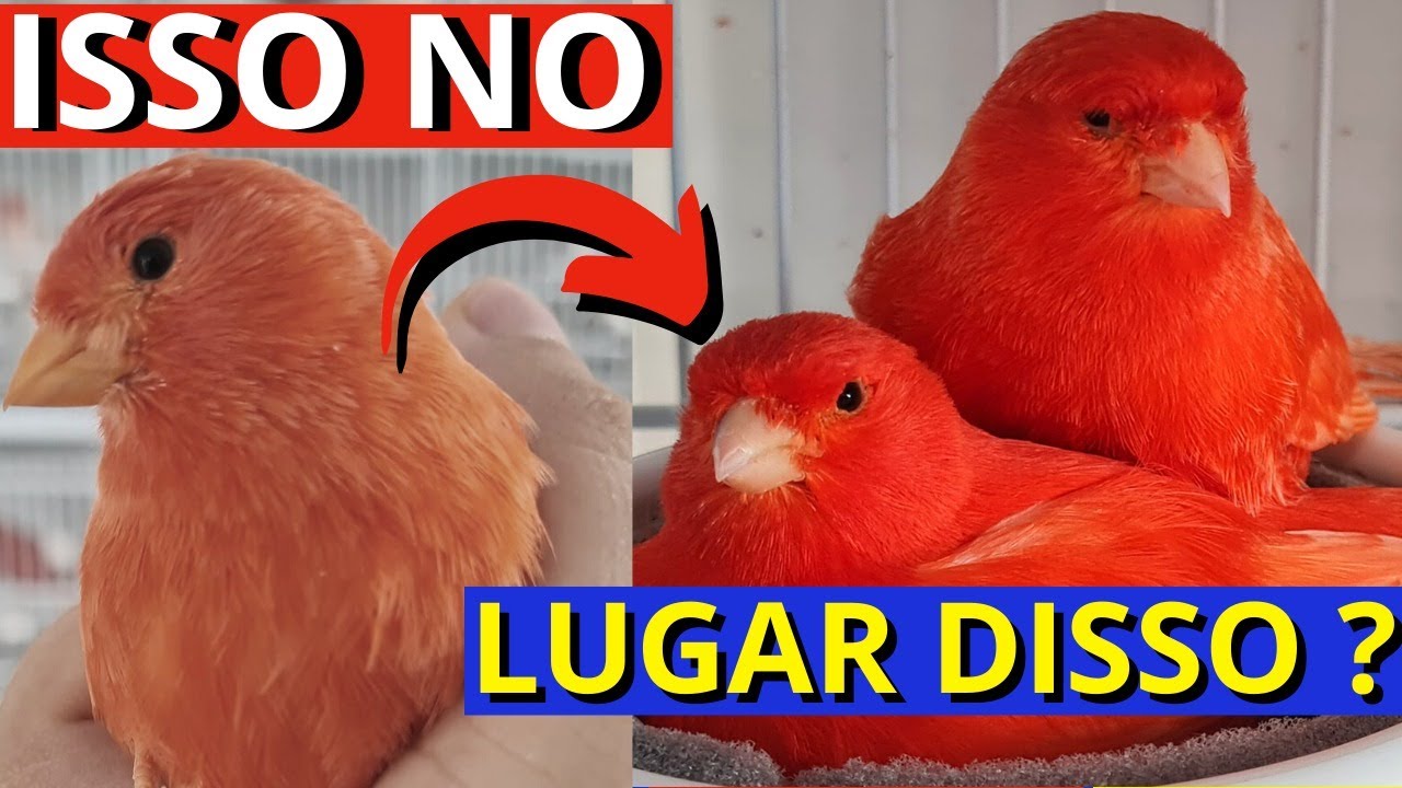 COMO VOCÊ QUER TER 