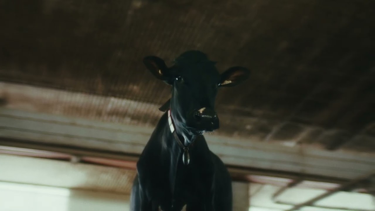 Notre lait. Nos r&eacute;gions. || Ferme Mayrand et fils - Capitale-Nationale/ C&ocirc;te-Nord