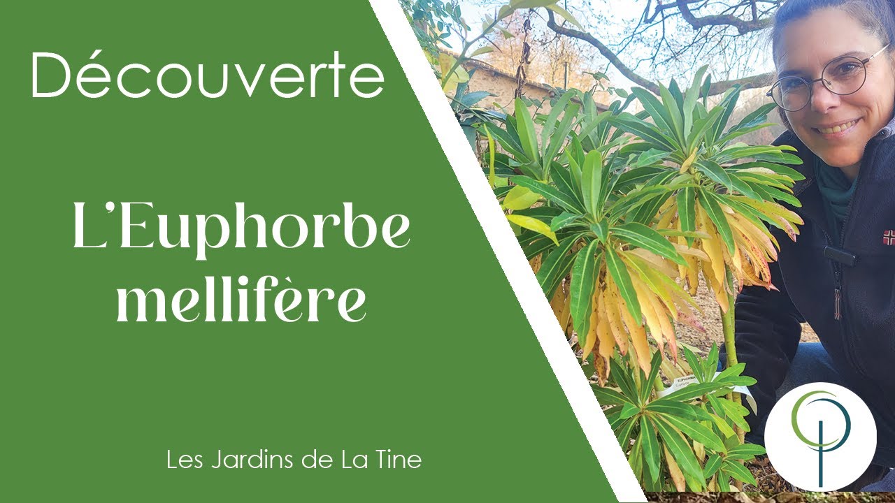 Euphorbia mellifera -  l’euphorbe au parfum de miel -  Les jardins de La tine