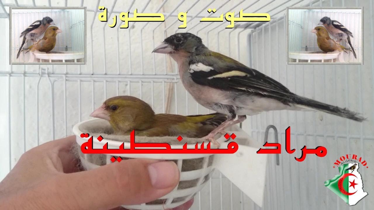 مراد الفنان لا ينتهي عنده الإبداع 💪 شاهد و استمتع  2019