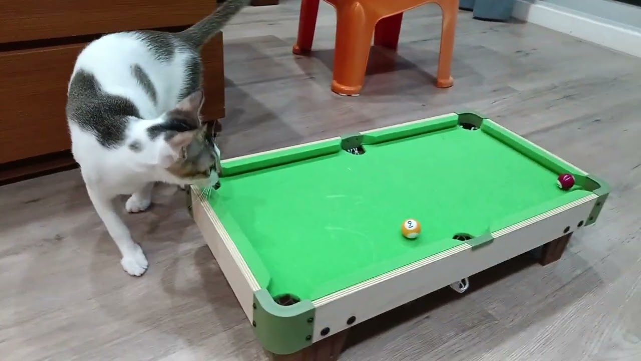 貓咪打撞球！超好笑的！