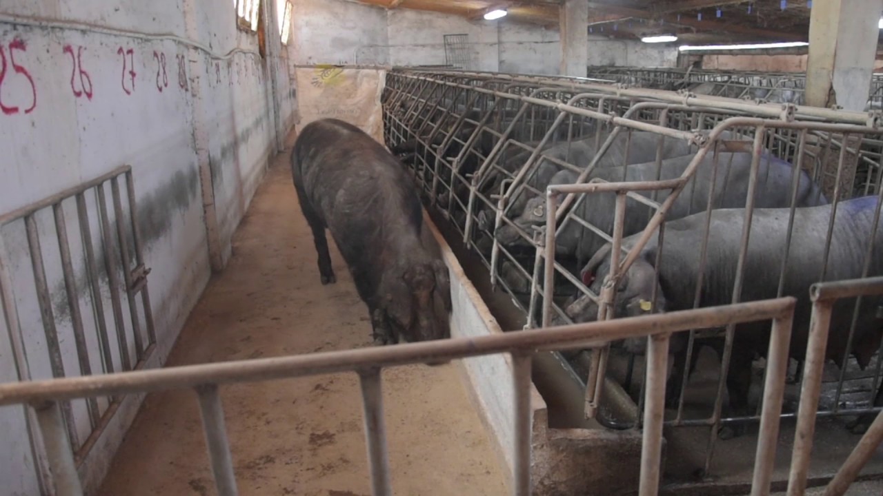 Como detectar el celo de la cerda e inseminación