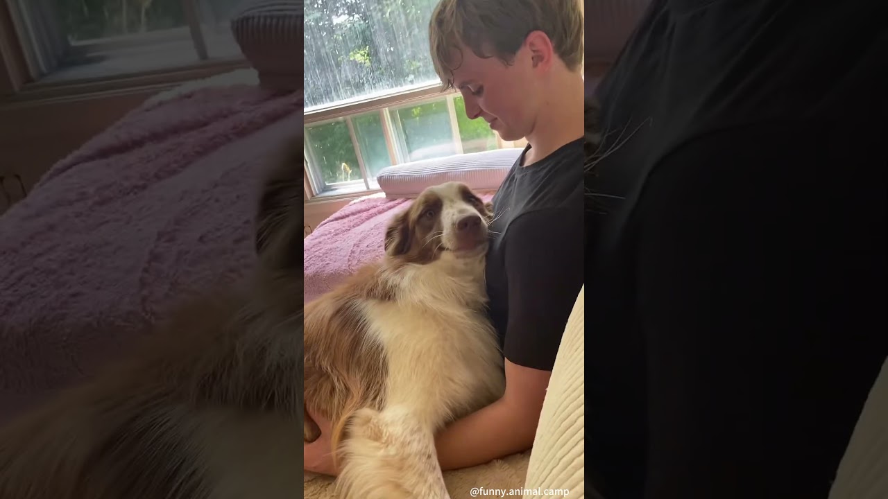 When your dog only has eyes for your boyfriend.#dog&nbsp;#doglover&nbsp;#funny&nbsp;#funnyvideos&nbsp;#foryou&nbsp;#fypage
