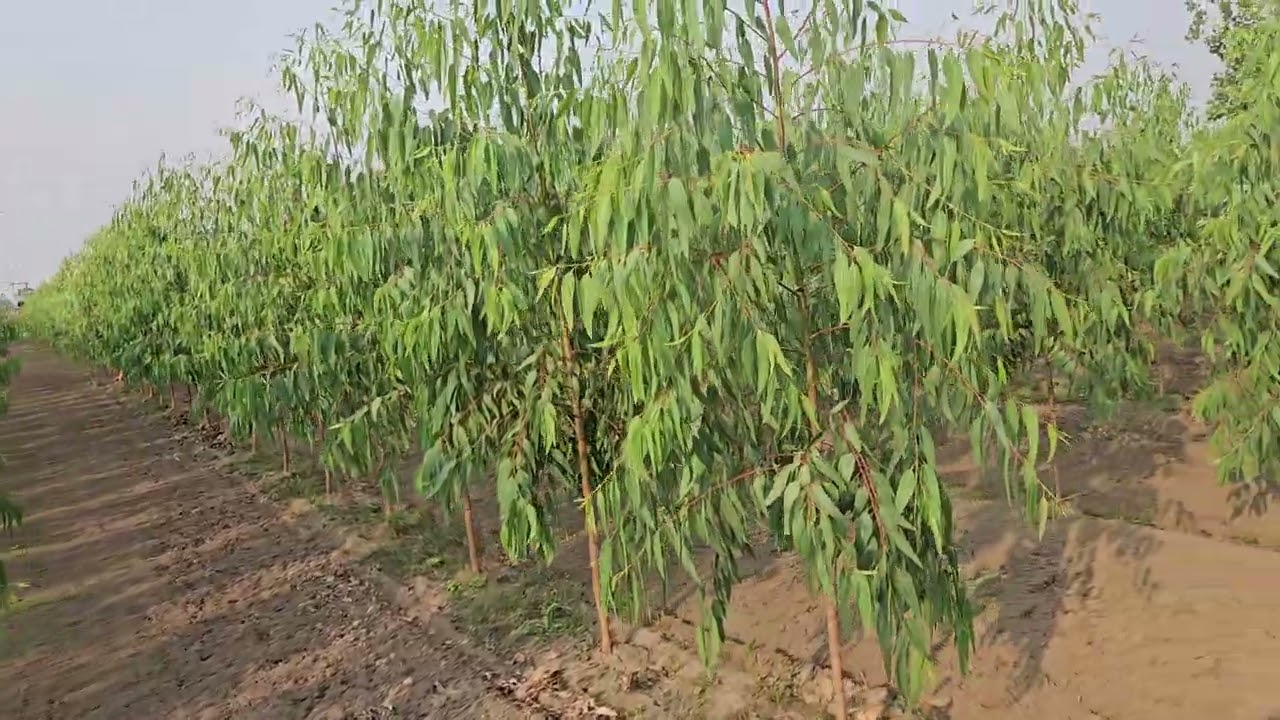 Safeda वैरायटी p 23 और 288 किस की ग्रोथ ज़्यादा और safeda खेती कैसे करें mob.9528229239