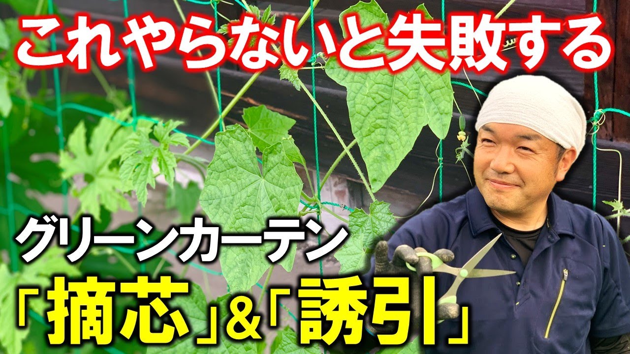 【運命の分かれ目】グリーンカーテンの「摘芯」と「誘引」の方法（家庭菜園）