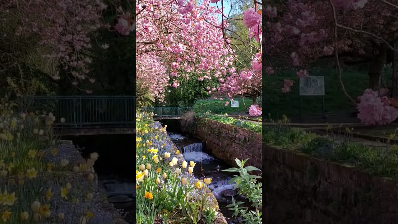 Spring Blossom at Tillicoultry 2023 | Scotland's History Short #9
