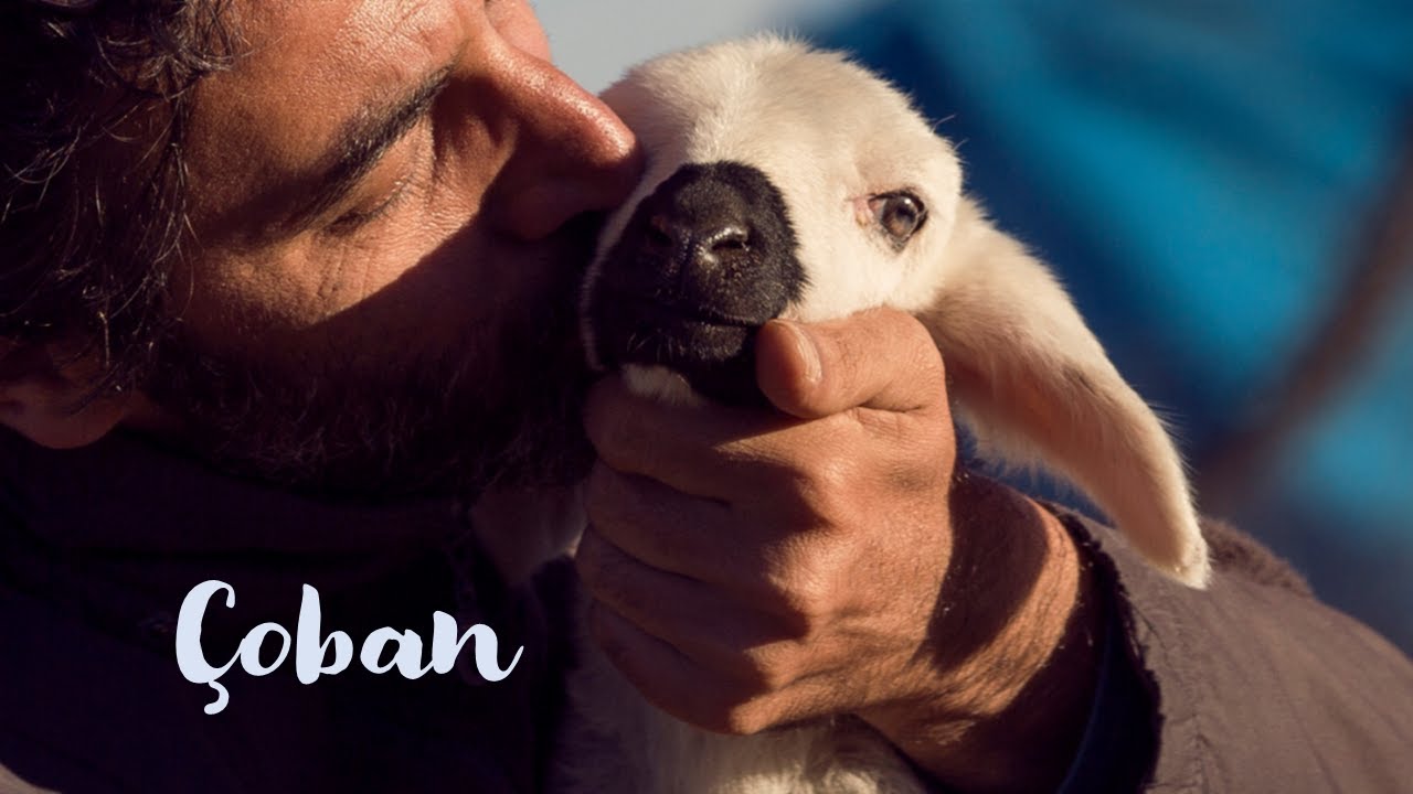 Çoban | Kısa Film