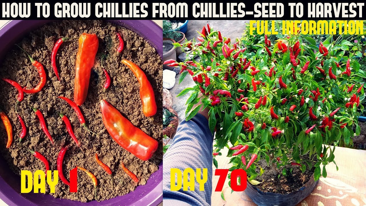 How To Grow Chillies At Home|100+ chillies per plant|Seed To Harvest