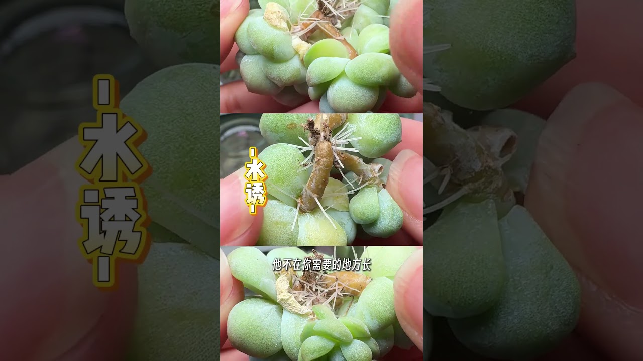 颠覆认知 20天实测多肉发根速度最快的是？水诱发根？空气发根？颗粒土发根？
