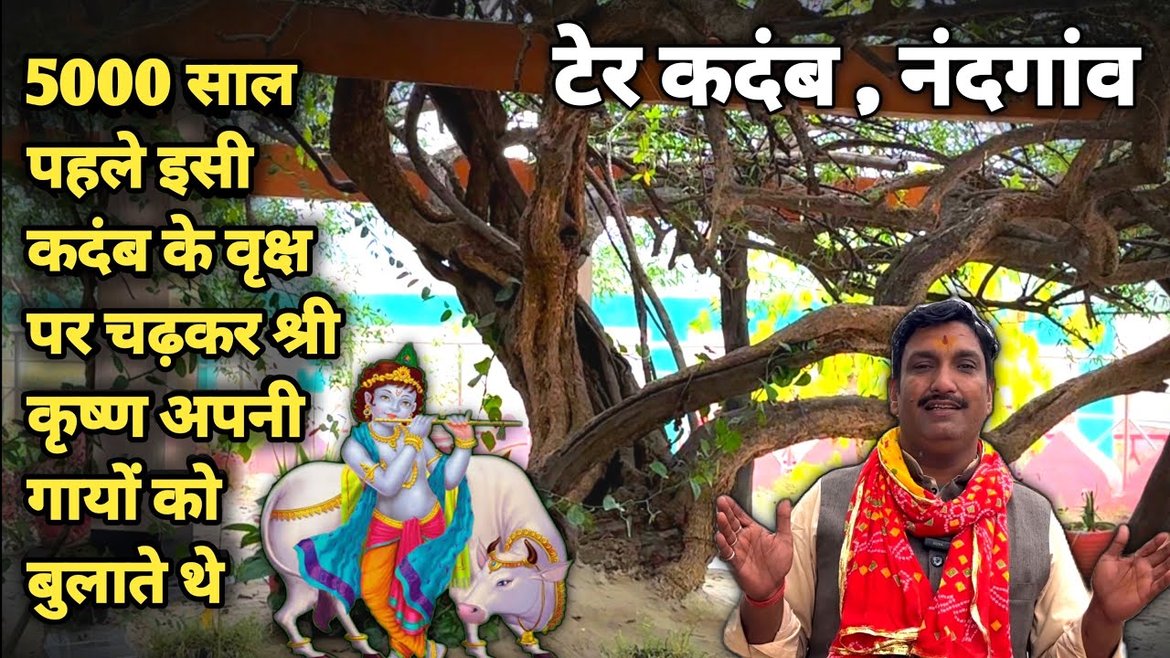 Nandgaon: 5000 वर्ष पहले इन्ही कदम्ब के वृक्षों पर चढ़कर श्री कृष्ण बुलाते थे अपनी गायों को