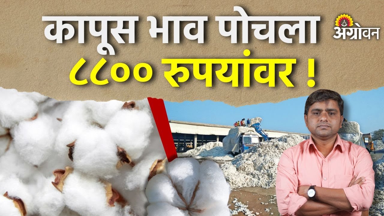 Cotton Rate: कापूस भावाची वाटचाल ९ हजारांच्या दिशेने सुरु | Agroworn