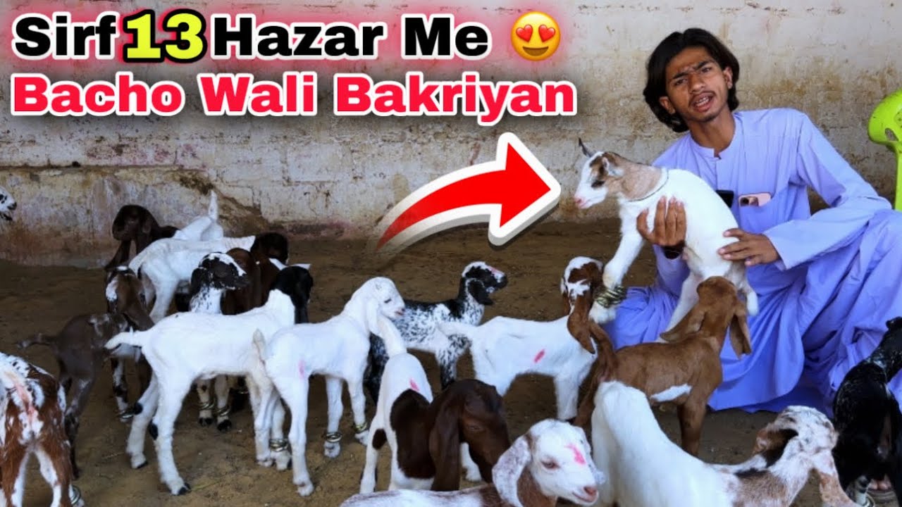 Amir Goat Farm Ne Ramzan Ki Sab Se Best Offer Da Di 😍 Bacho Wali & Dodh Wali Bakriyan | Bakra Mandi