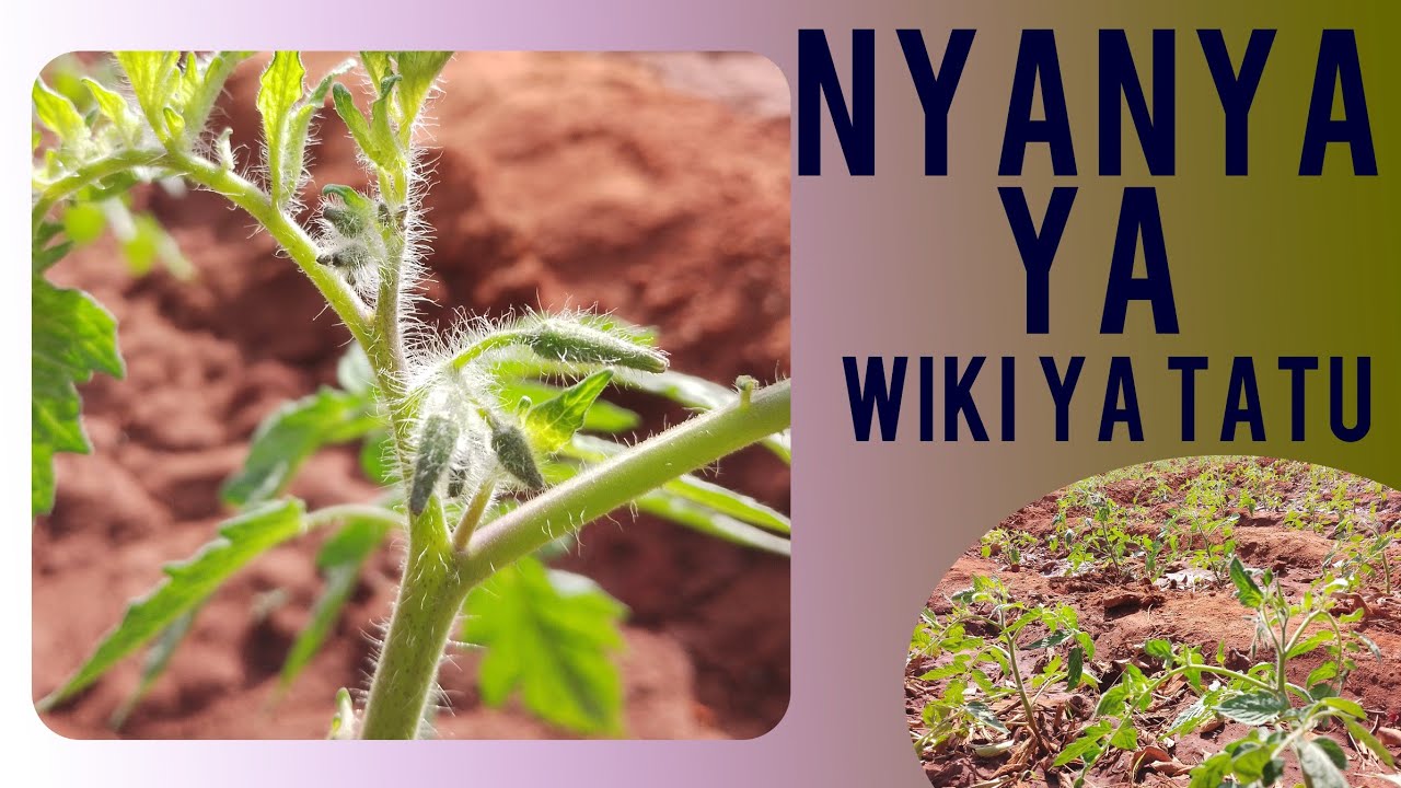 HUDUMA MUHIMU KWA NYANYA YENYE WIKI TATU