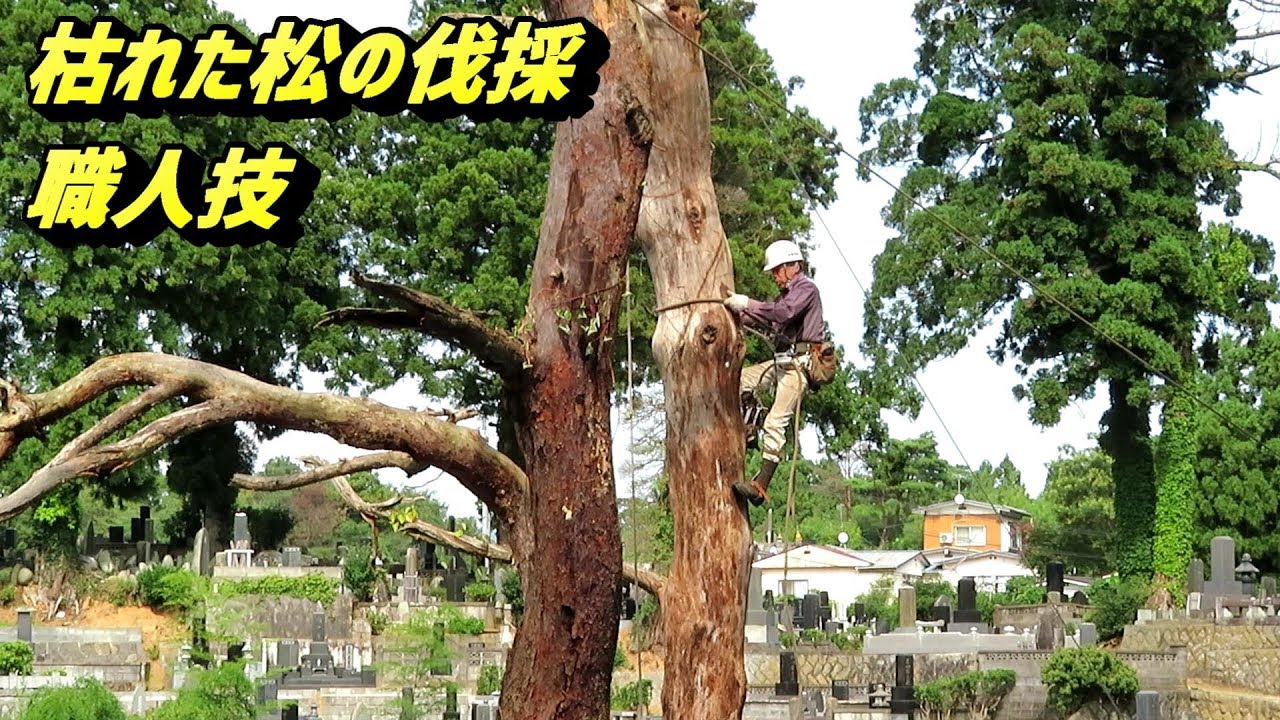 枯れた松の木伐採 職人技 日本の林業 Japanese Forestry
