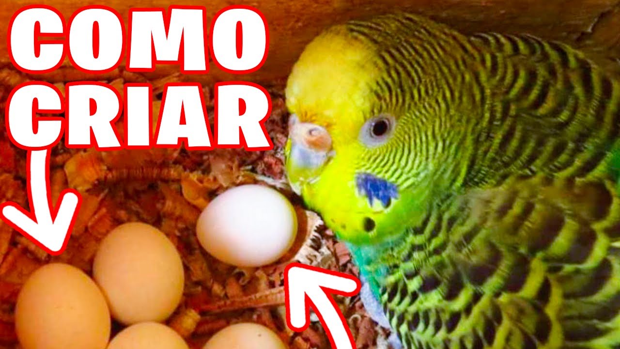 COMO CRIAR PERIQUITOS