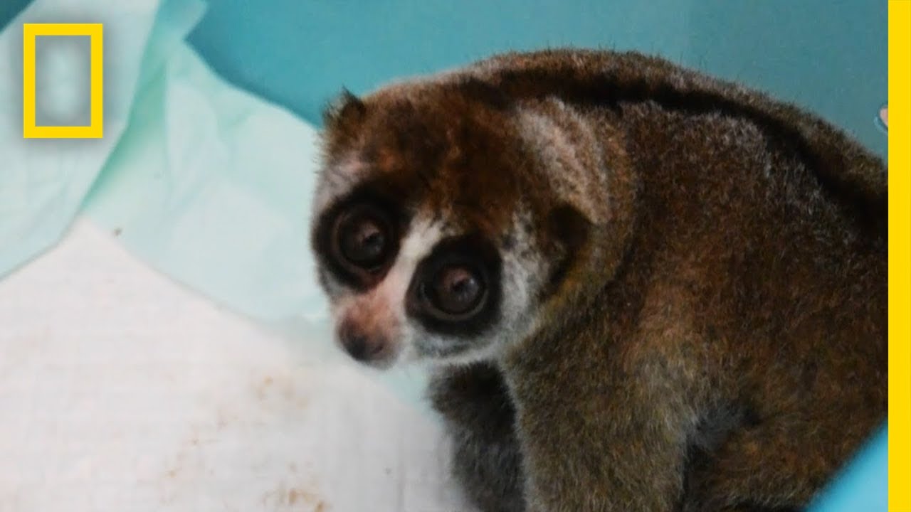 Slow Lorises Rescued From Illegal Pet Trade | National Geographic