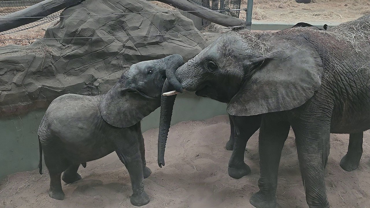 Elefantenkuh Tamika, Elani & Simon spielen🐘#zoohalle #elefant #elefantenalltag