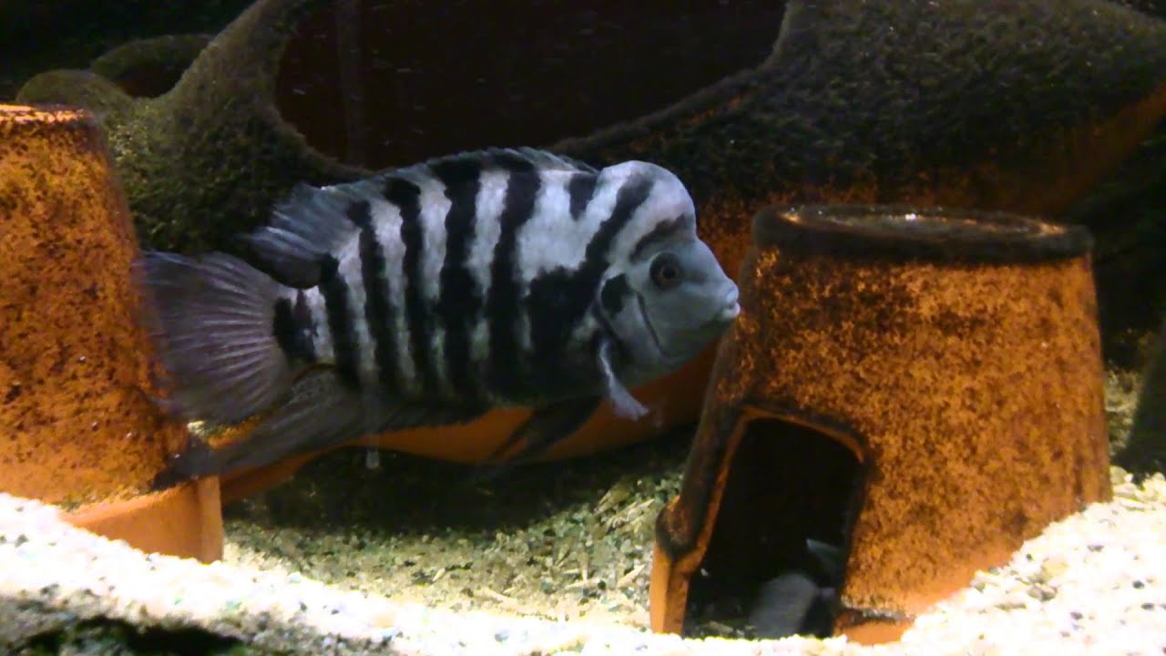 Beautiful convict cichlid.