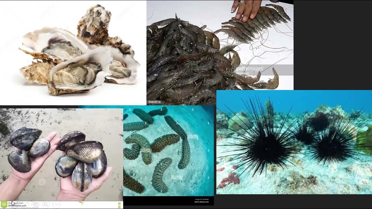 MODULE: THE BUSINESS CASE FOR AFRICA'S BLUE ECONOMY