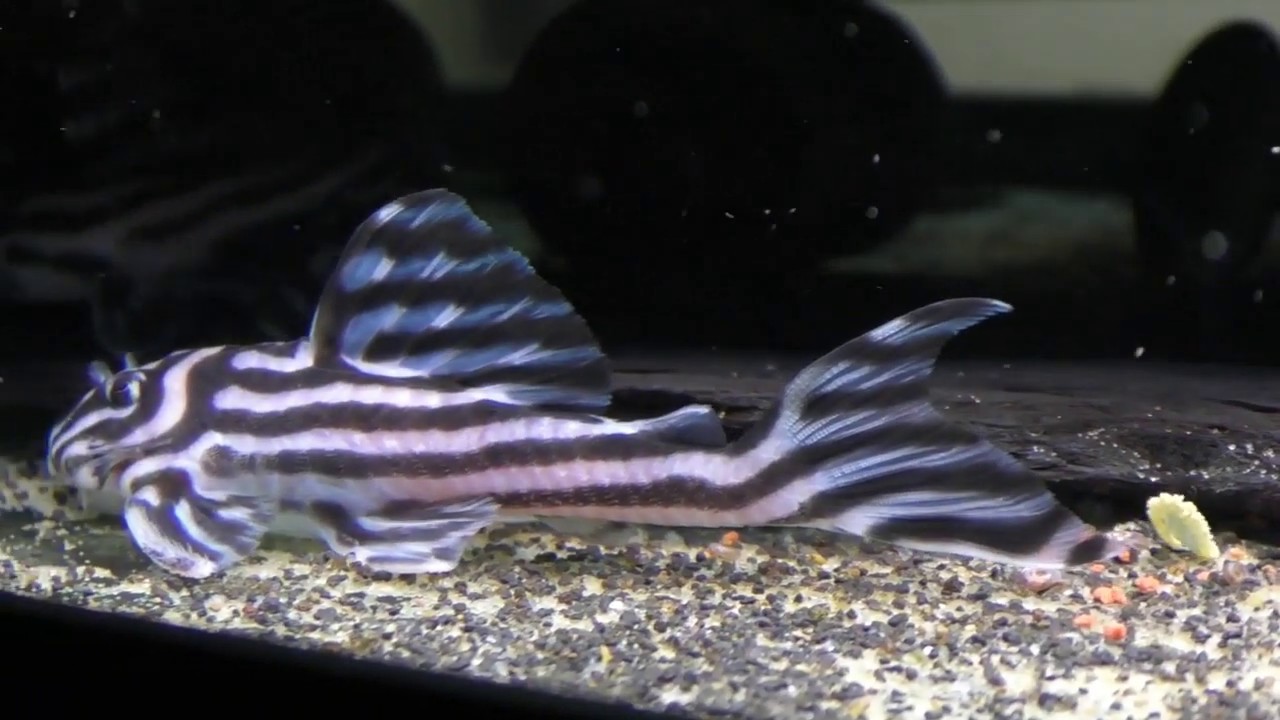 Гипанциструс зебра (Hypancistrus Zebra «L046»)