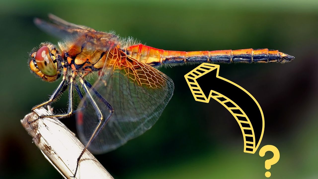 LAS LIBÉLULAS, UN INSECTO CON MÁS DE  300  MILLONES DE AÑOS