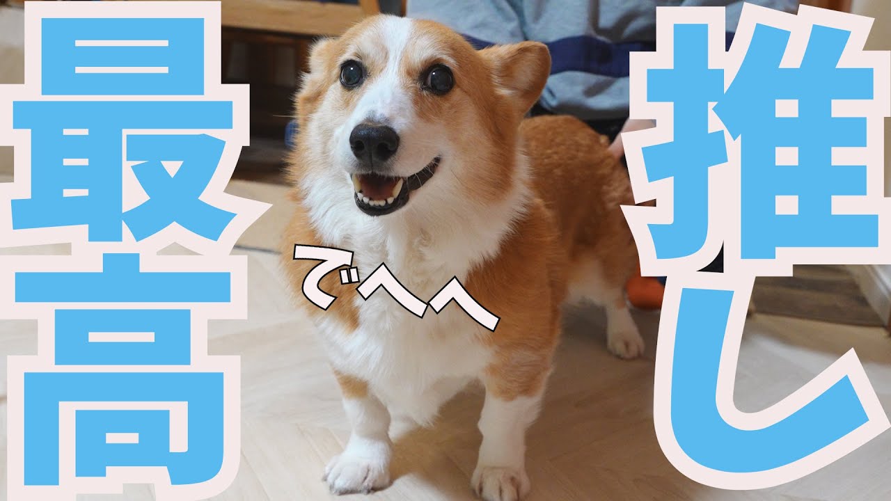 推し（長男）からのなでなでに最高のコーギースマイルが炸裂しました！