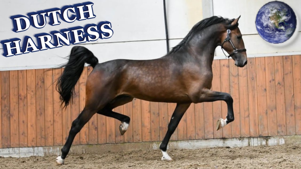 TOP Beautiful Dutch Harness Horse in the World!