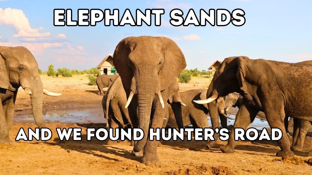 Elephant Sands Lodge & A Hunter's Road | Episode 15 BOTSWANA SELF-DRIVE 4x4 #botswana