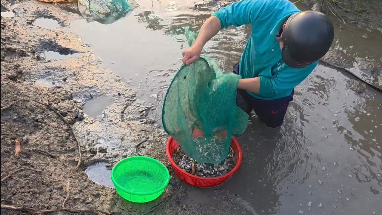 Giải cứu Mùa cá cạn miền tây (Tập 245)