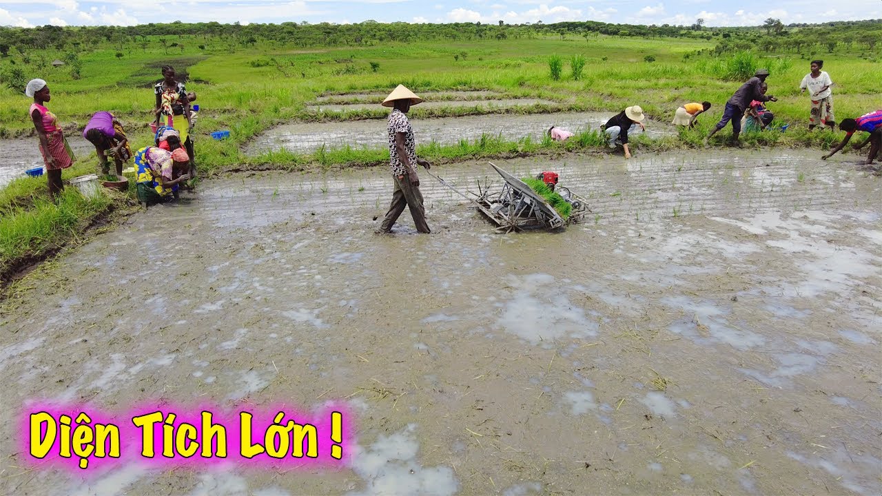 Linh Philip || Qúa Bất Ngờ Với Diện Tích Cấy Được Sau 2 Ngày Xuống Đồng !