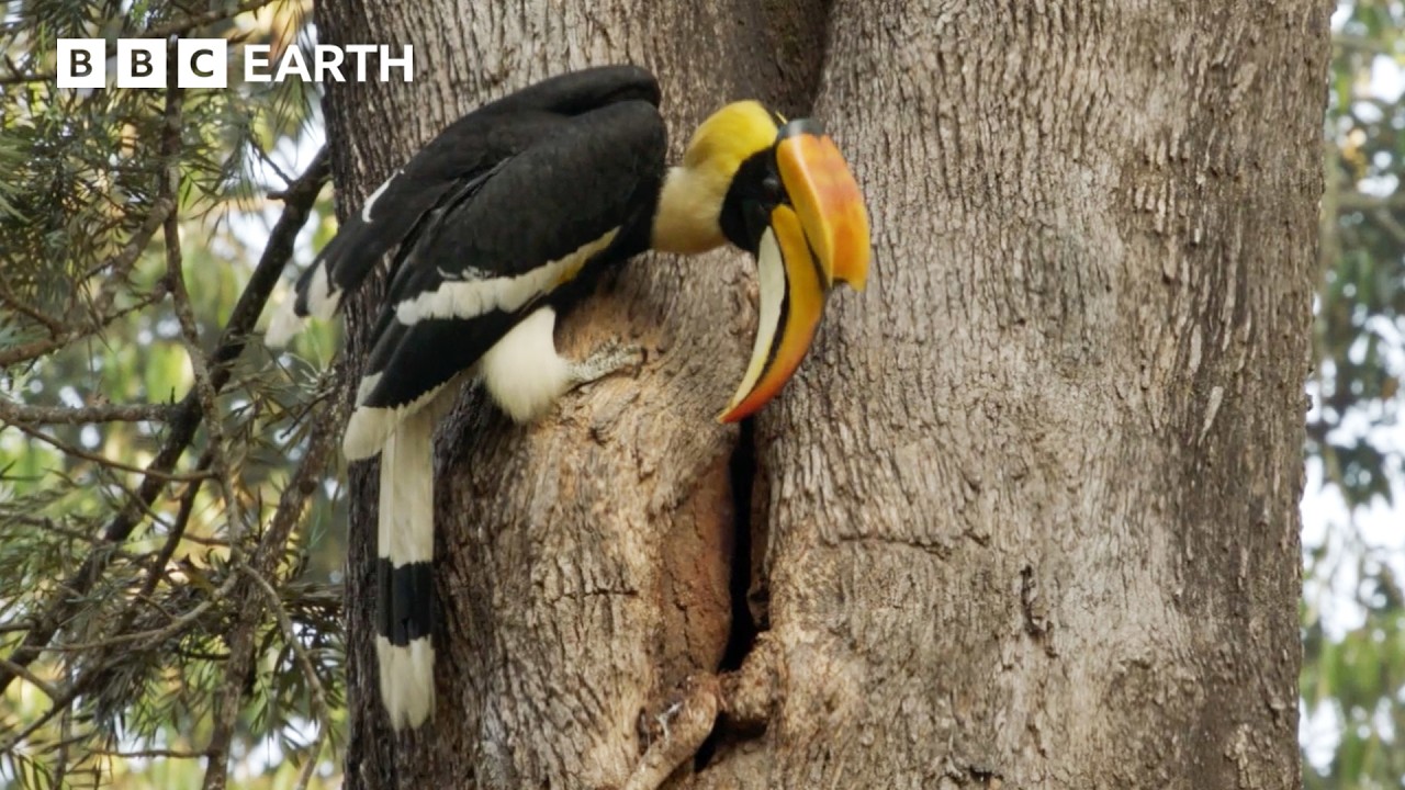 Why Hornbill Mothers Lock Themselves Away for Months | Hidden India | BBC Earth