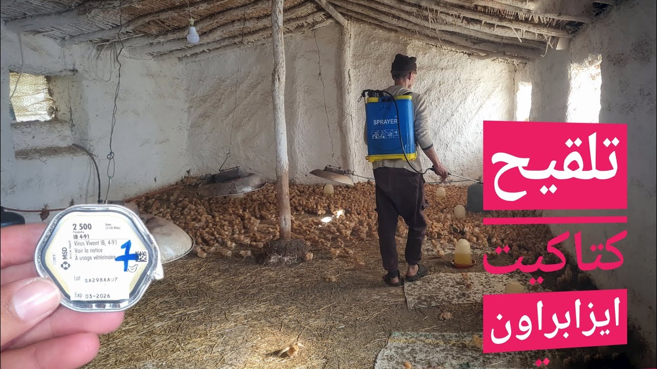 تحصين قطيع انتاج البيض ايزابراون 3000كتكوت /لقاح برونشيت و نيوكاسل و كومبورو
