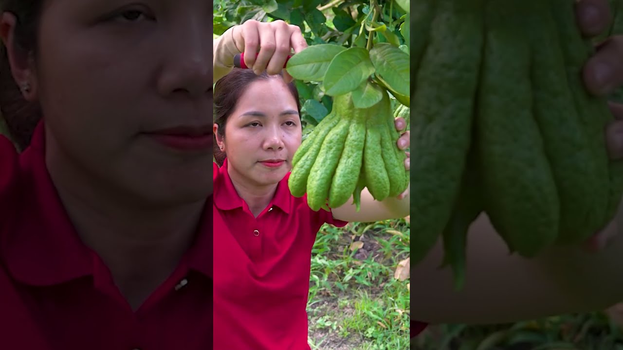 A Peaceful Day Harvesting Rare Buddha&rsquo;s Hand Fruit 😲 #shorts #harvesting #fruit