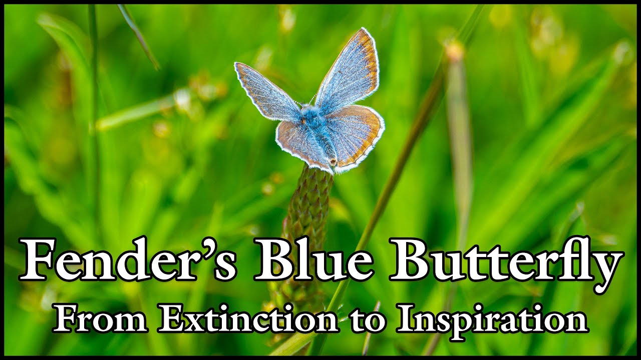 Fender&rsquo;s Blue Butterfly Fights Extinction at Basket Slough Wildlife Refuge Oregon