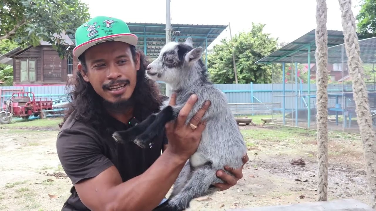 kambing pygmy yang paling lucu suka panggil mak..