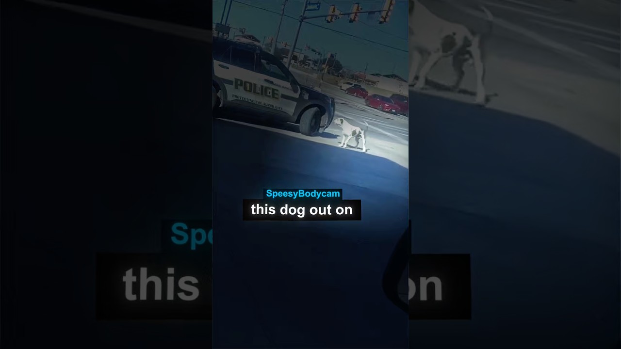 Loyal Dog Chases Cop Car After Owner Arrested #animalrescue #shorts