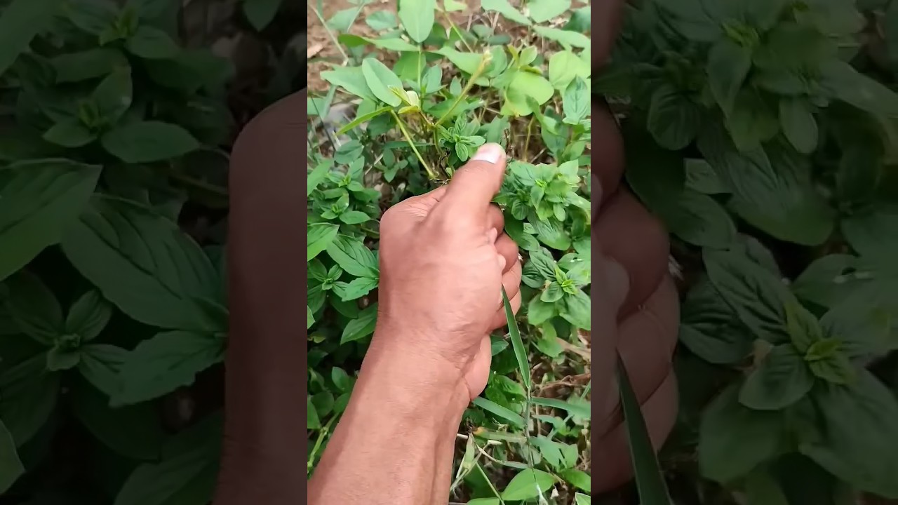 Asian beetles you've never seen
