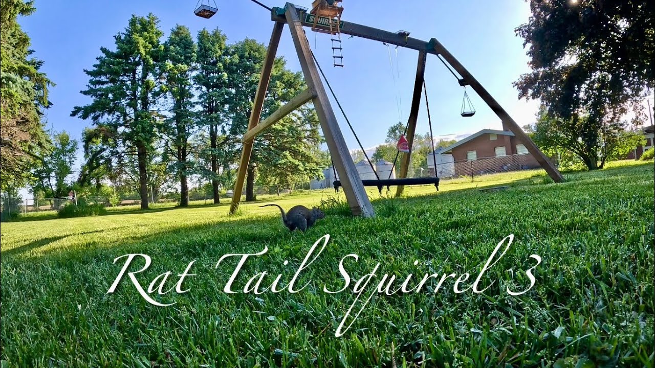 Rat Tail Squirrel 3, #gopro #squirrels