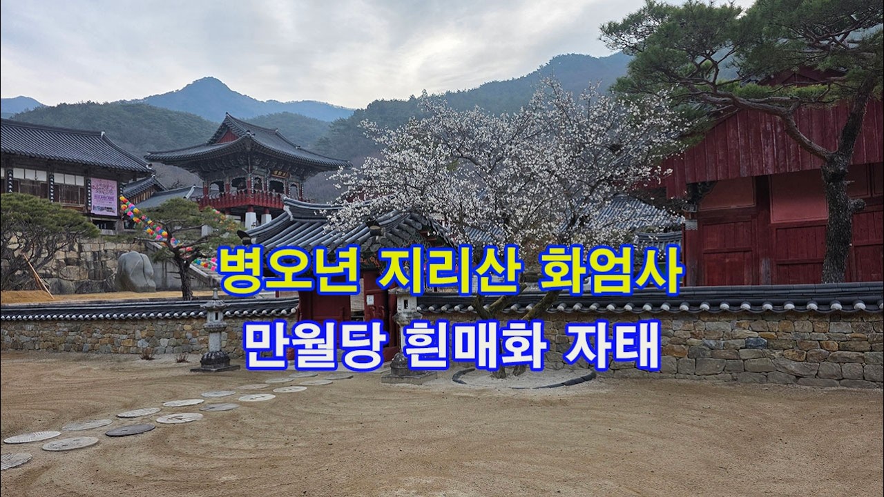 병오년 지리산 화엄사 만월당 흰매화 자태 (2026년 3월 16일)