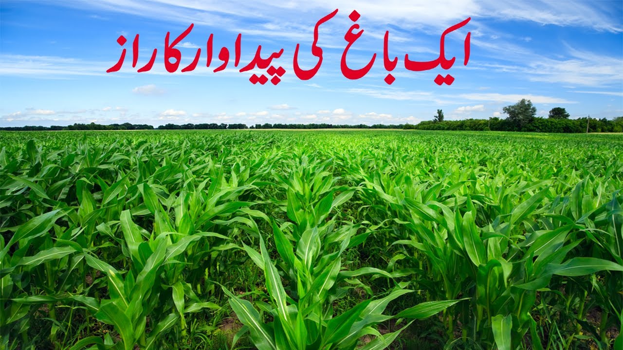 Aik Bagh ka sacha qissa | Quranic writes