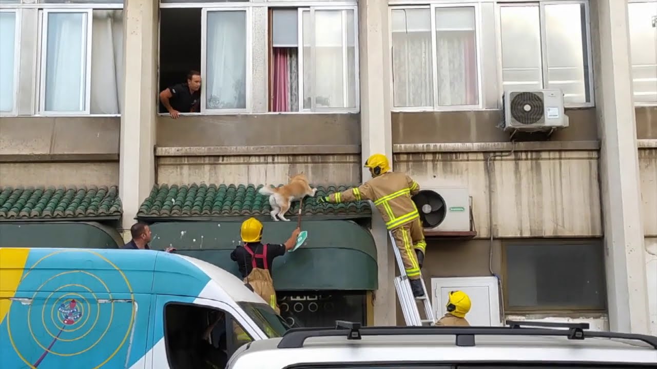 06.08.20 Dramatic dog rescue at Ocean Heights