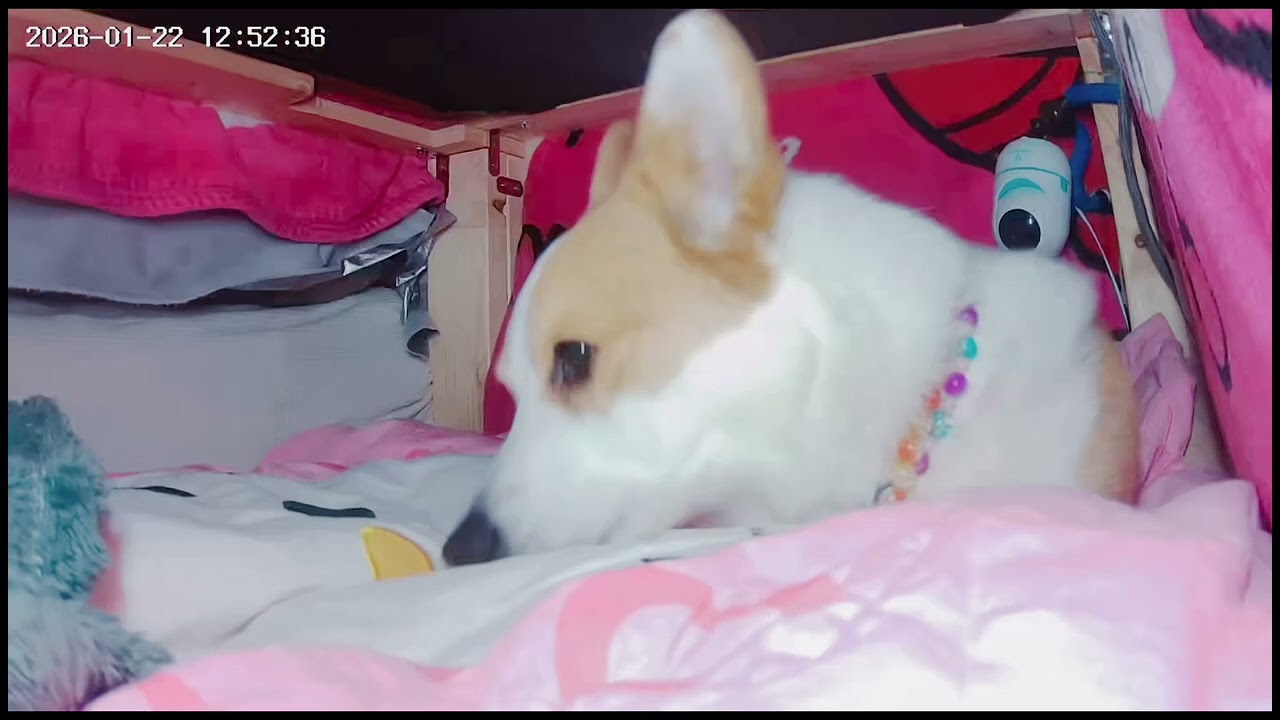今日も寒いコーギーポーちゃんは、コタツで好きなように過ごします♥️