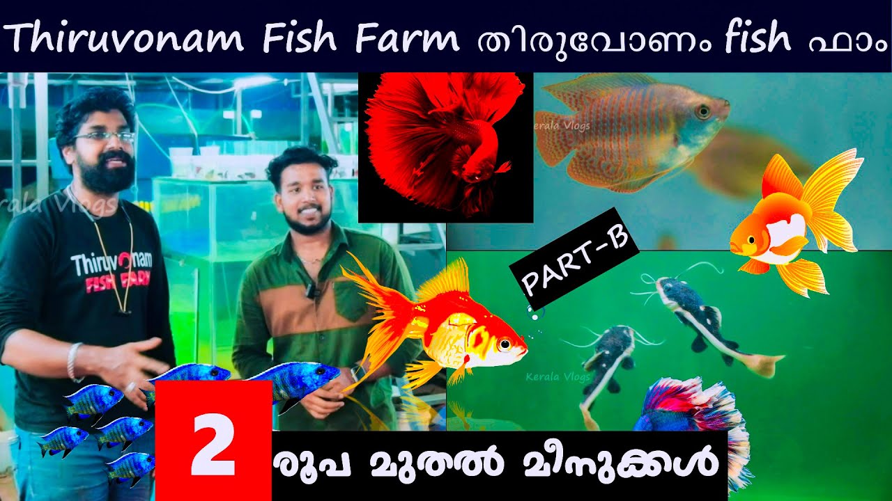2 രൂപ മുതൽ മീനുകൾ ലഭിക്കുന്ന ഒരു ഫിഷ് ഫാം | Thiruvonam Fish Farm തിരുവോണം fish ഫാം | Part B
